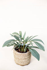 Rhaphidophora tenuis var. "silver form"